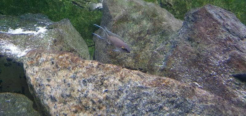 Neolamprologus brichardi 'Bilila (Kavala) Island'